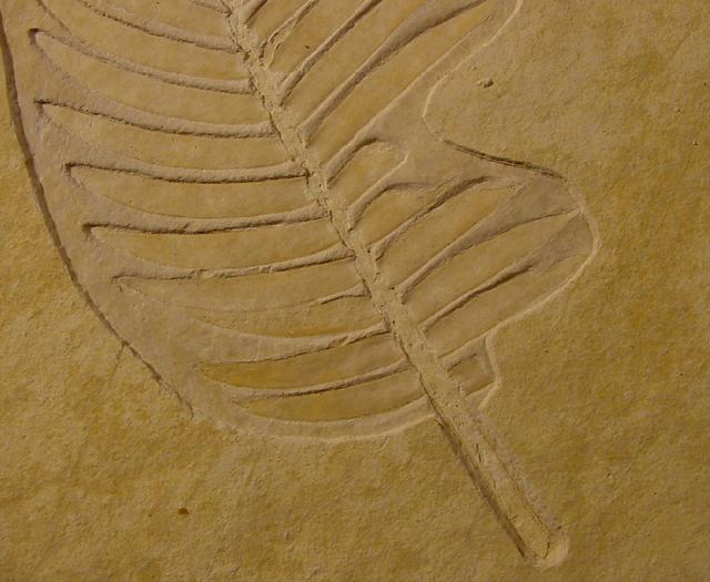 Zamites feneonis BRONGNIART - Bild © FossNet FossilienStore